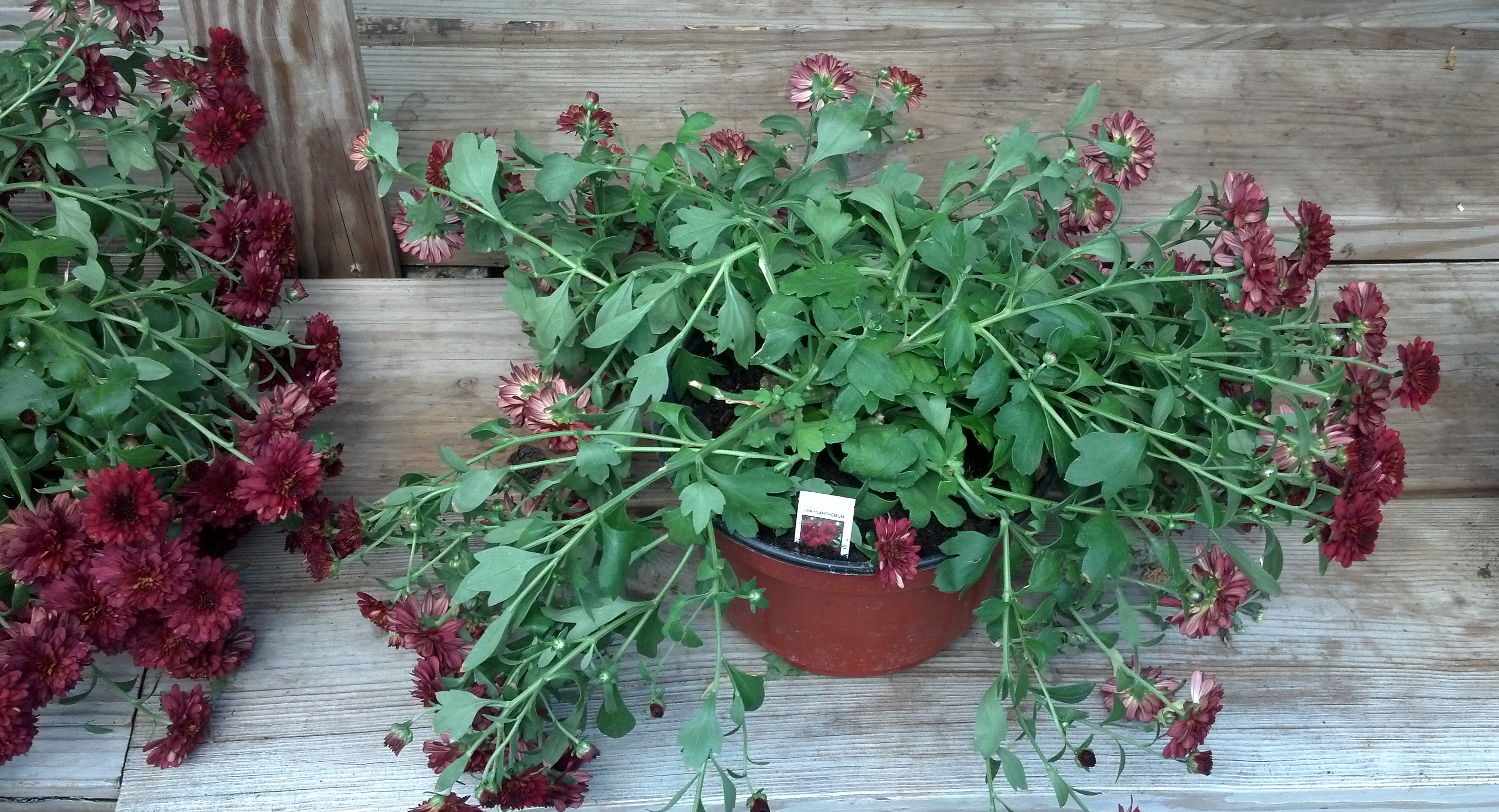 Potted garden mum on wooden steps with long, drooping stems and maroon blooms, some flowers beginning to fade.